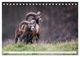 Thumbnail-11