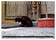 Thumbnail-11