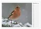 Thumbnail-14
