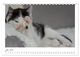 Thumbnail-12