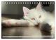 Thumbnail-14