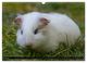 Thumbnail-12