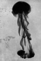 Thumbnail-11