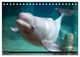 Thumbnail-13