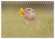 Thumbnail-7