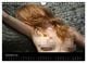 Thumbnail-14