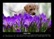 Thumbnail-12
