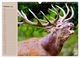 Thumbnail-12