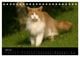 Thumbnail-11