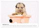 Thumbnail-14