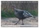 Thumbnail-11