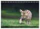Thumbnail-8