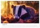 Thumbnail-13