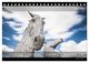 Thumbnail-13