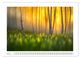 Thumbnail-12