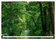Thumbnail-10
