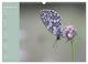 Thumbnail-11