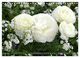 Thumbnail-11