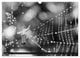 Thumbnail-12
