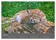 Thumbnail-10