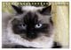 Thumbnail-14