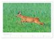 Thumbnail-13