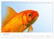 Thumbnail-11