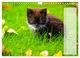 Thumbnail-12