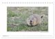 Thumbnail-11