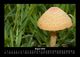 Thumbnail-12