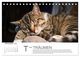 Thumbnail-13