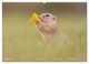 Thumbnail-9