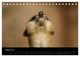 Thumbnail-10