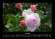 Thumbnail-11
