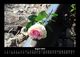 Thumbnail-12