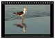 Thumbnail-13