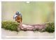 Thumbnail-11