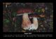Thumbnail-12