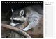 Thumbnail-13