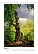 Thumbnail-8