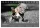 Thumbnail-11