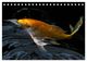 Thumbnail-14