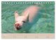 Thumbnail-8