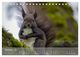 Thumbnail-14