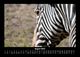 Thumbnail-12