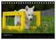 Thumbnail-11