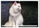 Thumbnail-10