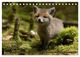 Thumbnail-8