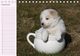 Thumbnail-12