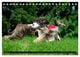 Thumbnail-13